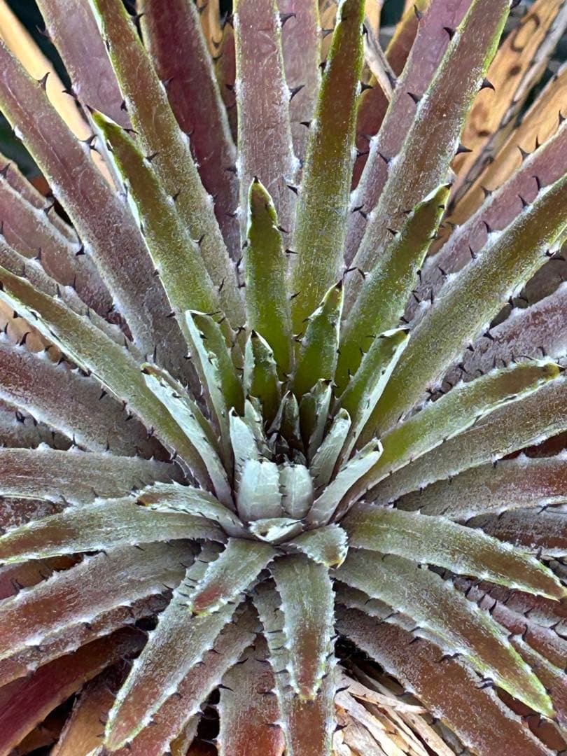 原種 ディッキア Dyckia reitzii rubra large form