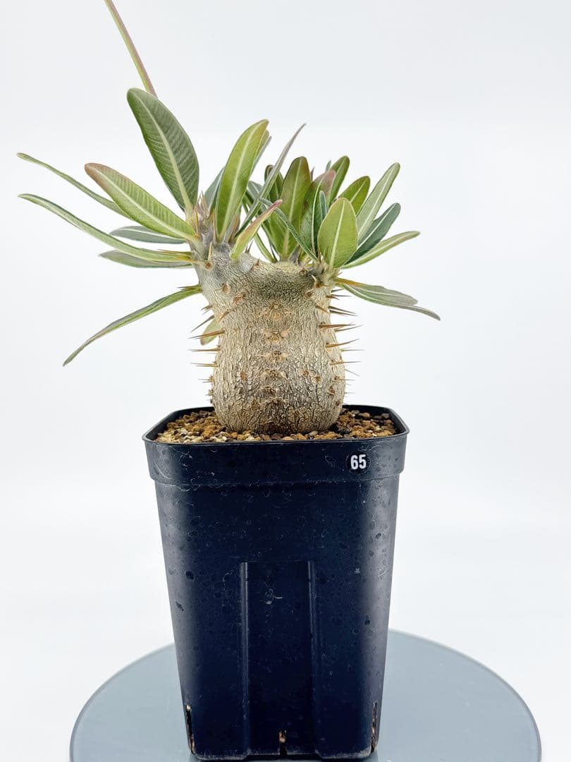 【鉢付き匿名配送】No65 実生 2年3か月 パキポディウム グラキリス