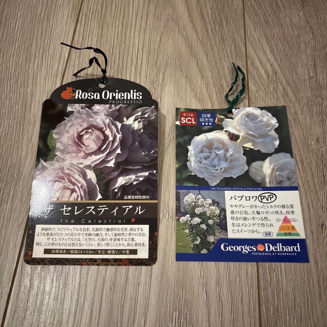 セレスティアル & パフロア バラ苗セット