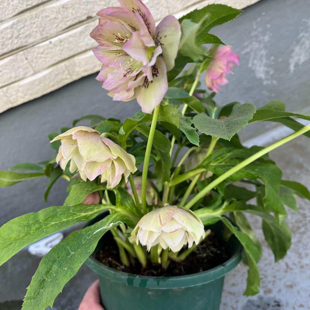 売り尽くしまとめ特価　クリスマスローズ　八重　ダブル　５号　４鉢セット　現物Ｃ