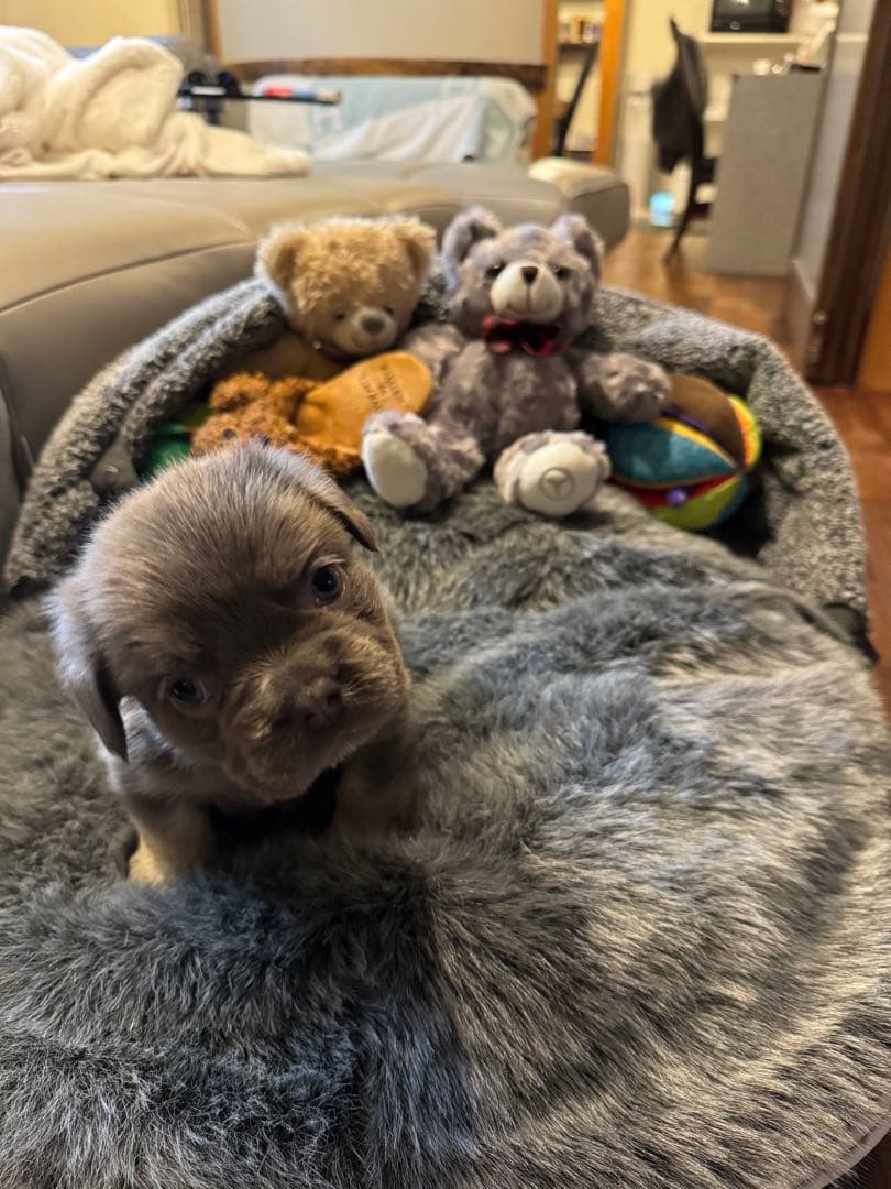 ambient lounge グレー 中型犬用ベッド