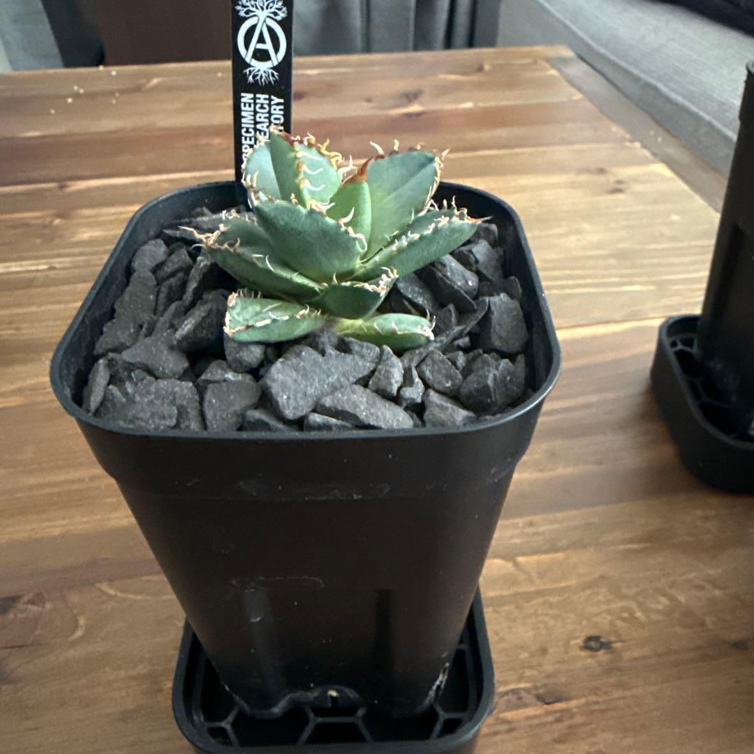 ハイブリッド　アガベ　ドワーフ×エボリスピナ