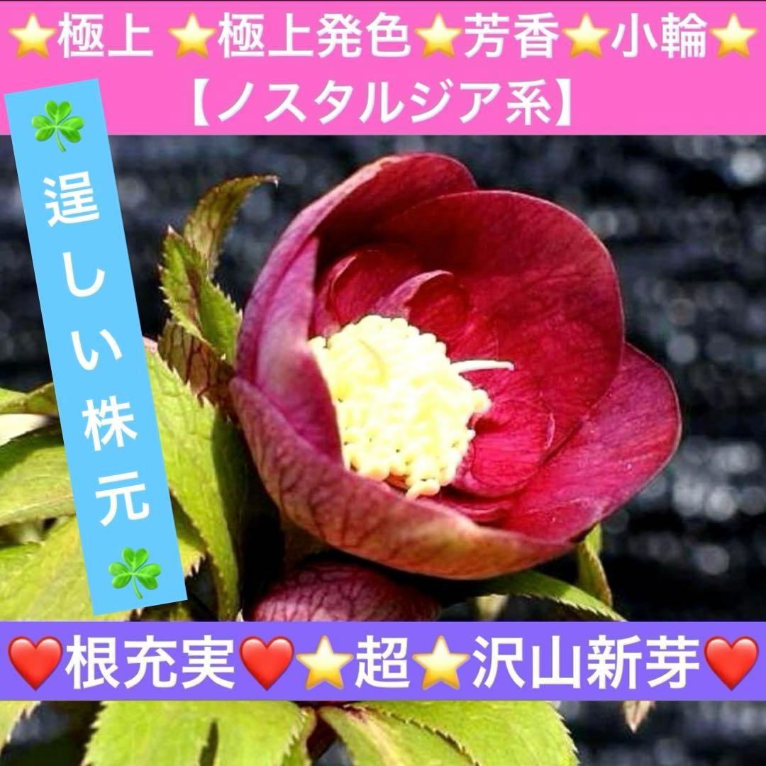 め*ん様 ❤️根充実❤️⭐️超⭐️沢山新芽❤️764⭐️極上 ⭐️極上発色⭐️芳