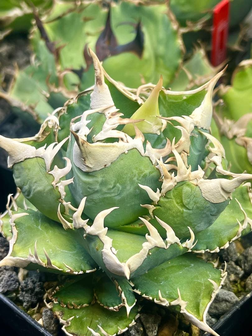 アガベ チタノタ　大白鯊　lize血統　ホホジロザメ