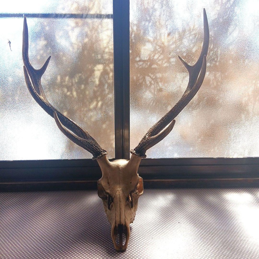 （富士河口湖町産）雄鹿の頭骨 置物 2本の角付き