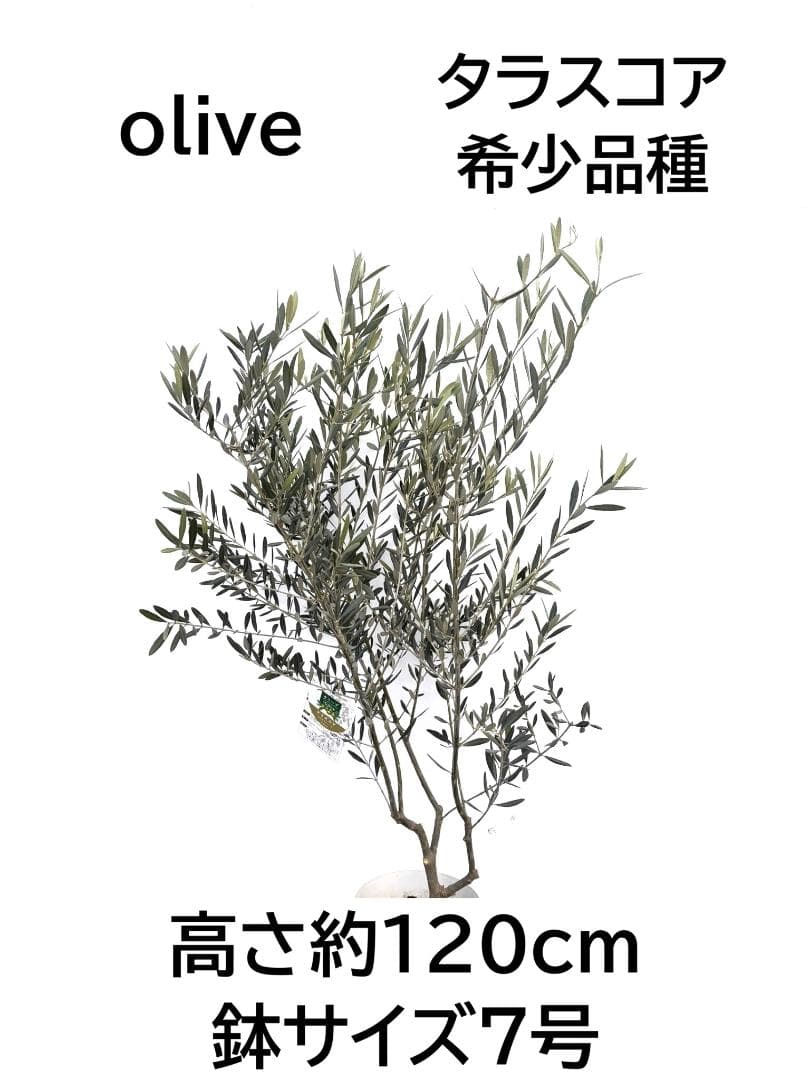 オリーブの木　タラスコア　7号　約120cm　K-299　希少品種　現品掲載