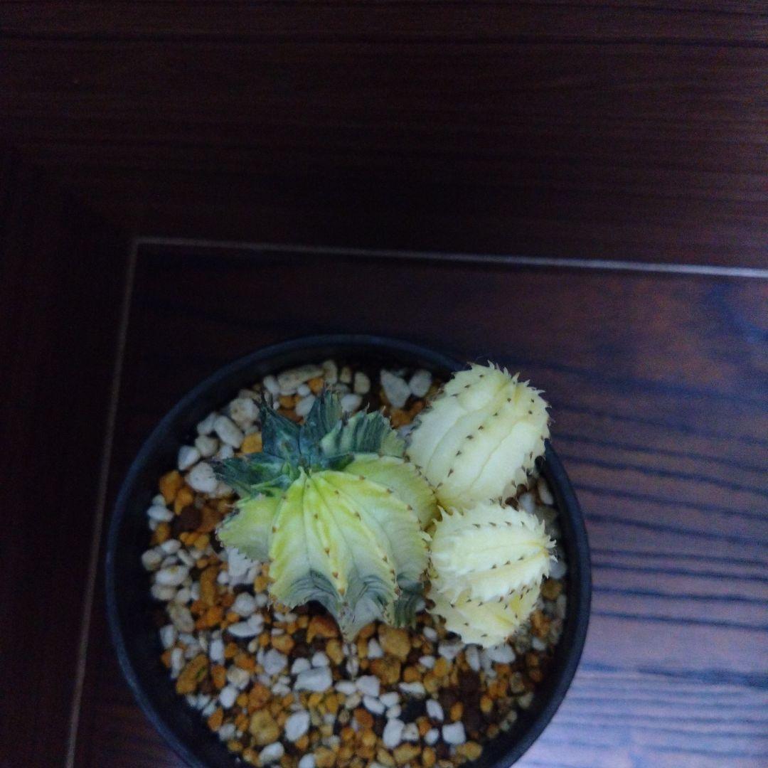 ユーフォルビア・ホリダ錦