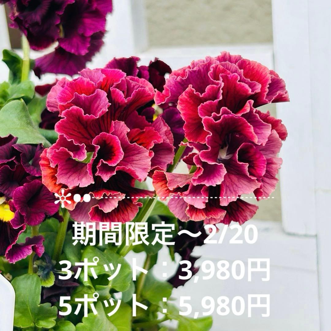 ✼••セール中••✼ＲＡ７０♥サトウ園芸　ローブドゥアントワネット