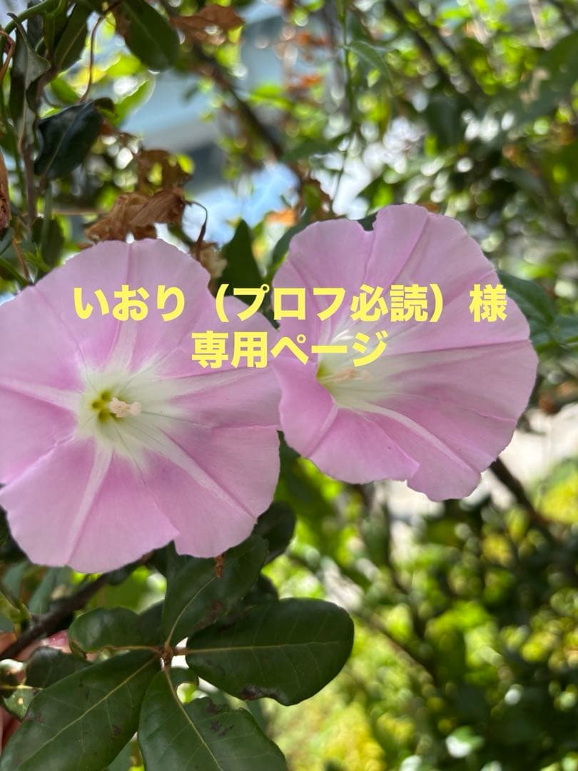 いおり（プロフ必読）ページ