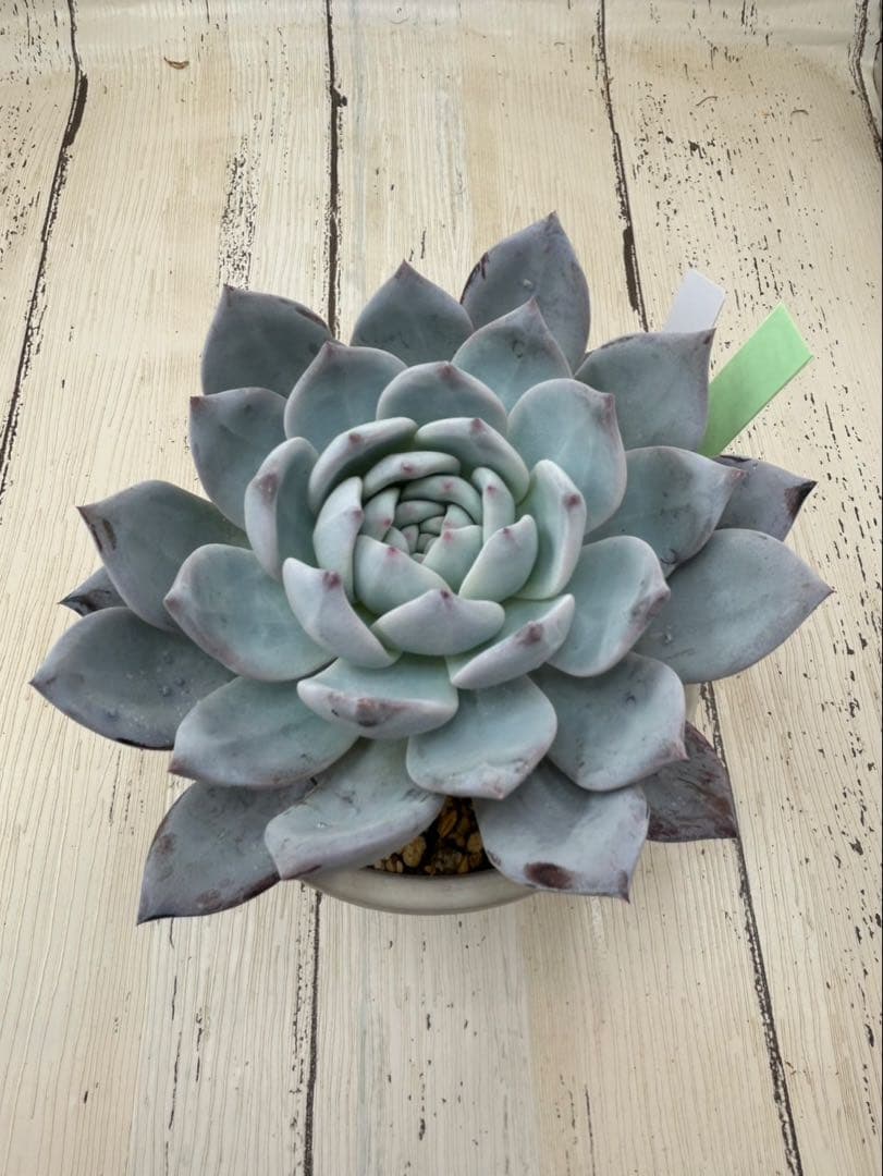 まぱさん苗　エケベリア　サイズ大　ラウイ✖️リンゼアナ　メルカリ便鉢ごと発送