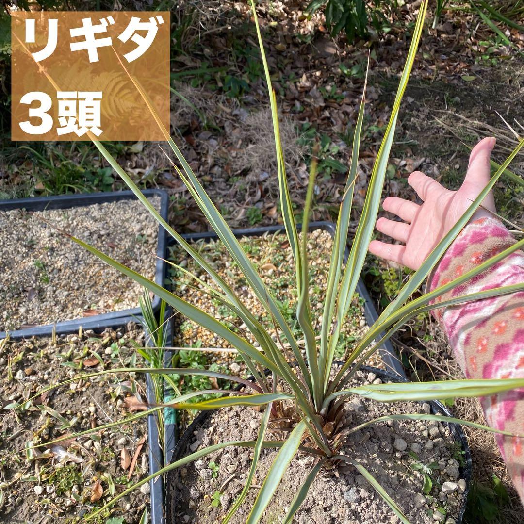 ユッカ　リギダ　3頭　スリーヘッド