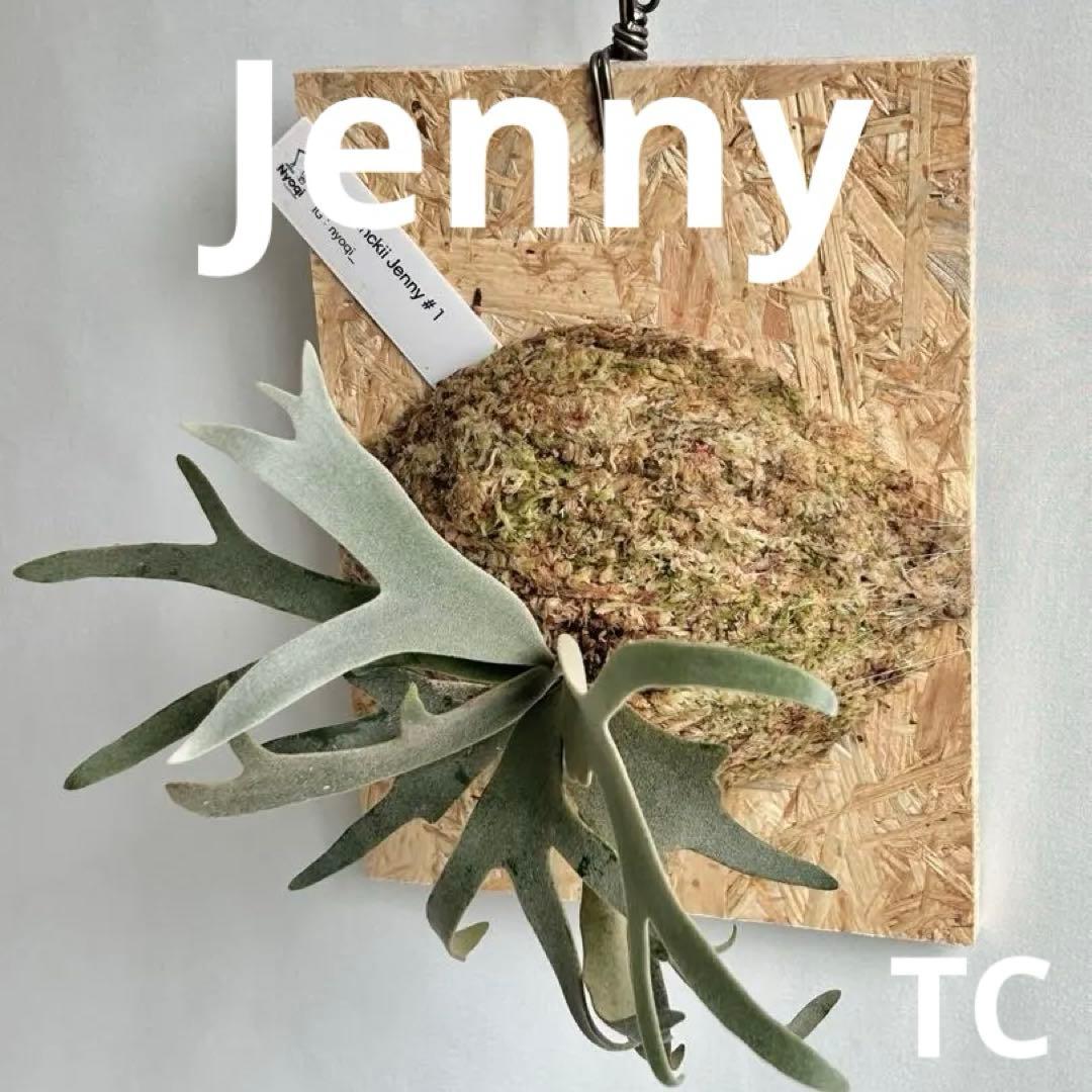 P. Willinckii Jenny #1 (TC)【39】