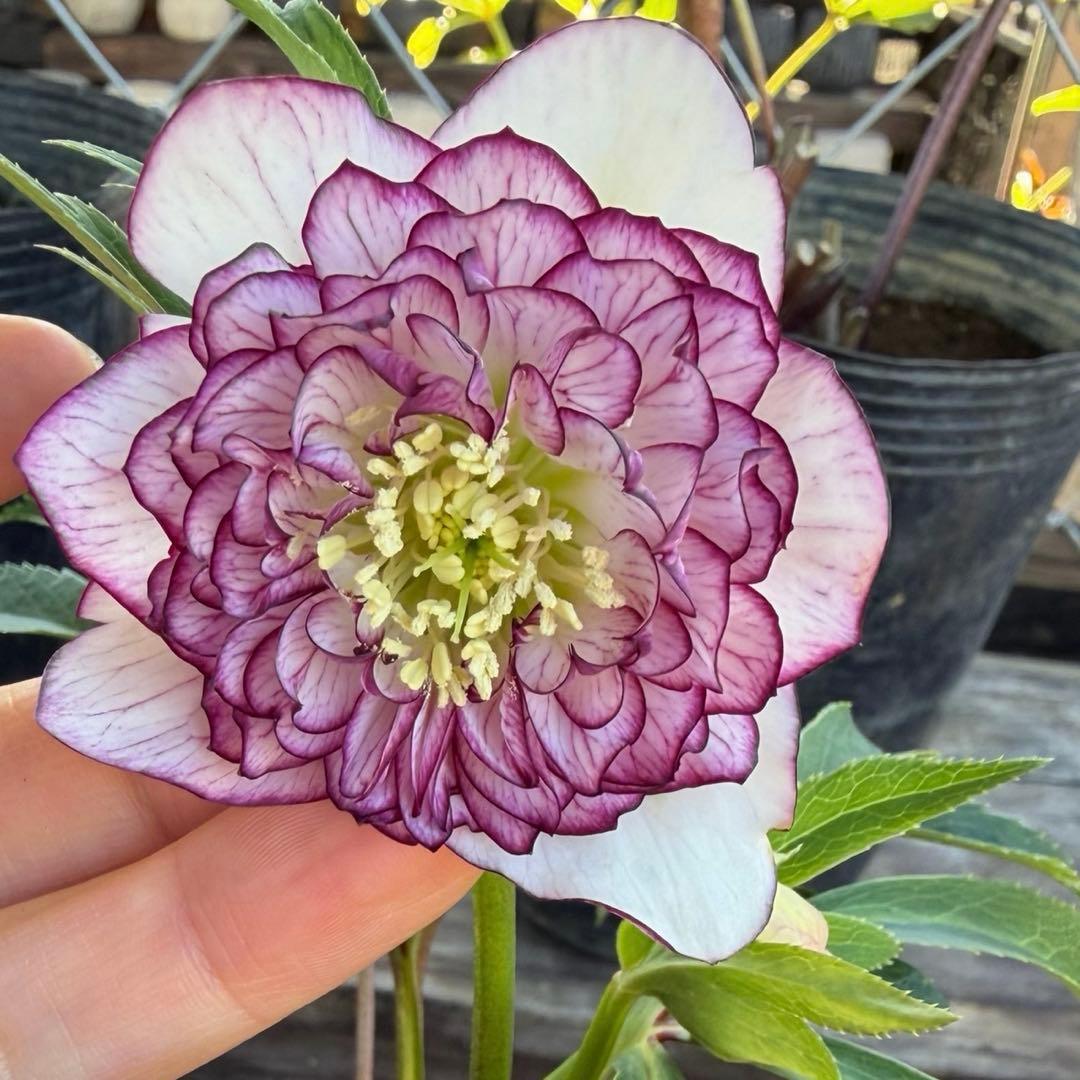 クリスマスローズ