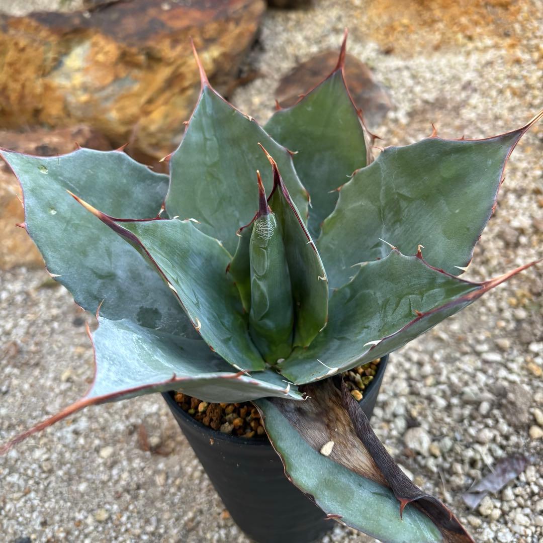 アガベ　ブルーブライアン　パリーホーチエンシス　ハイブリッド