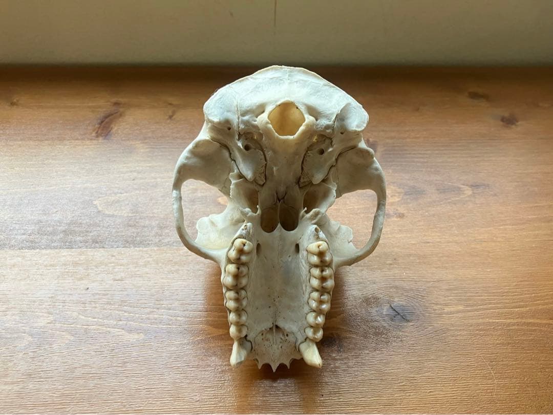 【希少】ニホンザルの頭骨（スカル）※下顎無し