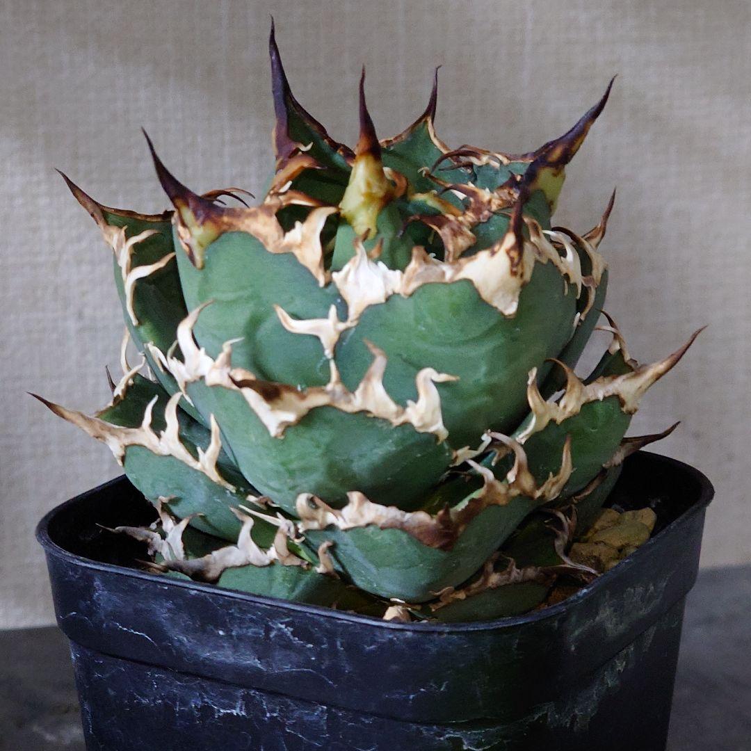 [へい]アガベ　シーザー　白鯨　チタノタ