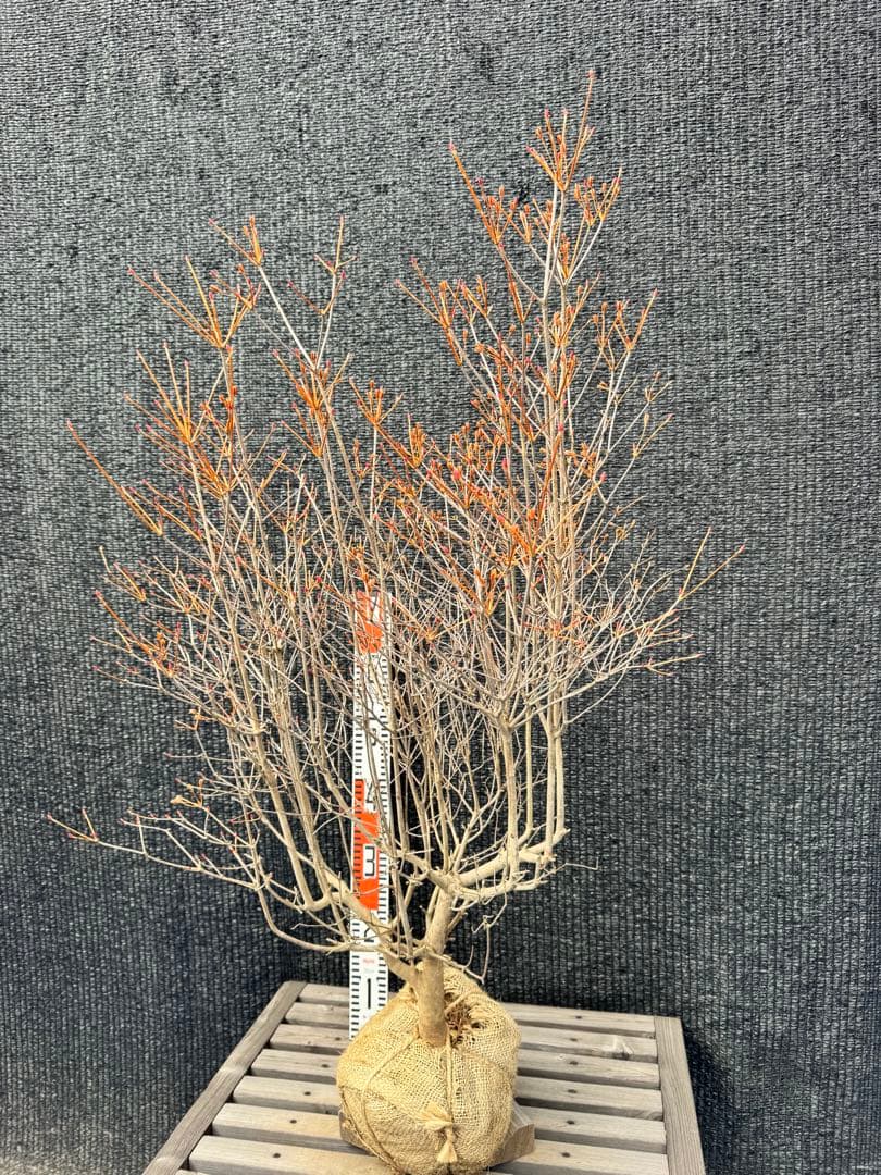 ドウダンツツジ　【品番3503】