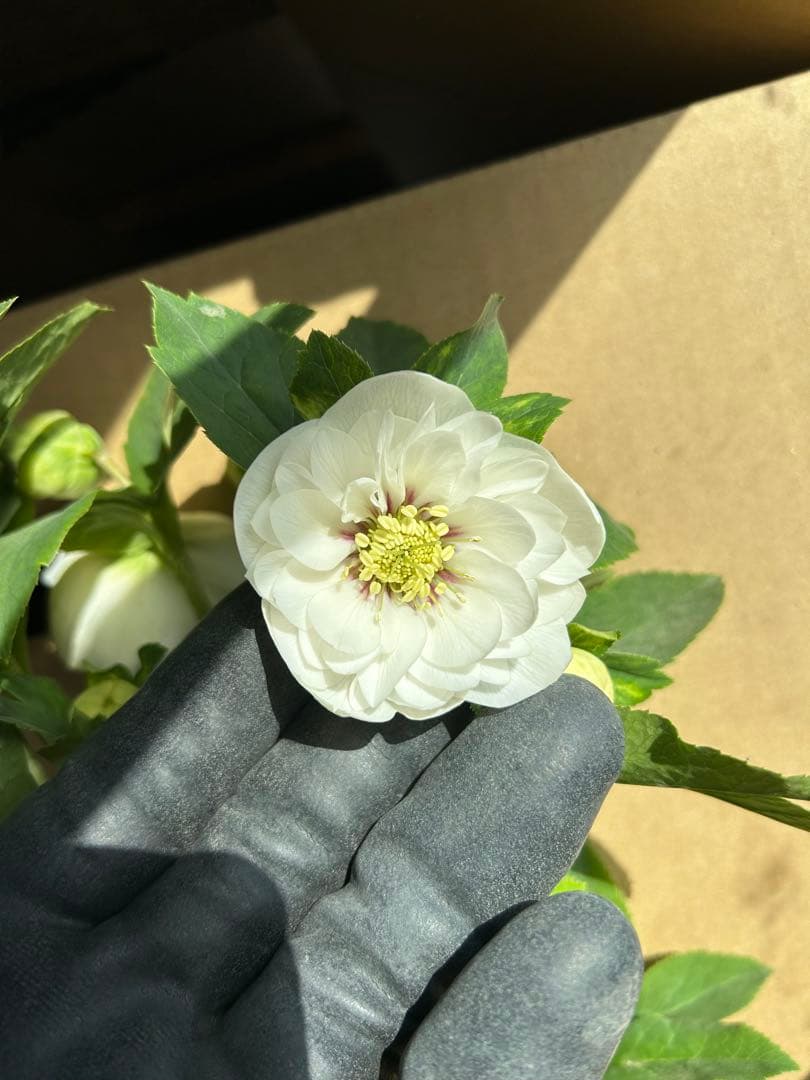 加藤農園 クリスマスローズ ホワイト系 同梱推奨