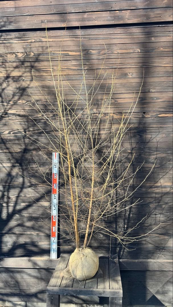 エゴノキ/株立ち【現品発送】管理80022