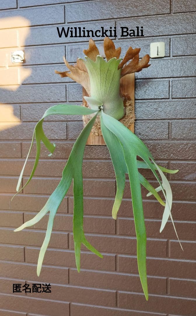 Ｗillinckii Bali ウィリンキーバリ ビカクシダ