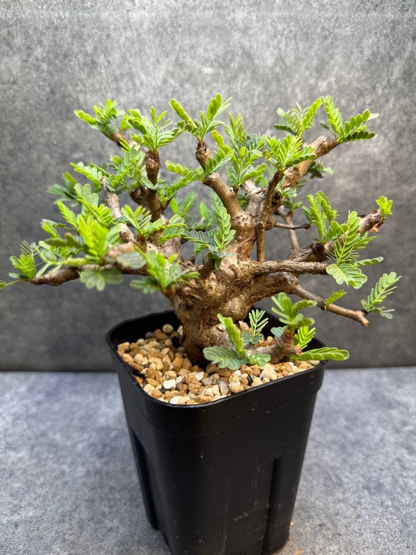 センナ メリディオナリス　海外実生　発根済　206