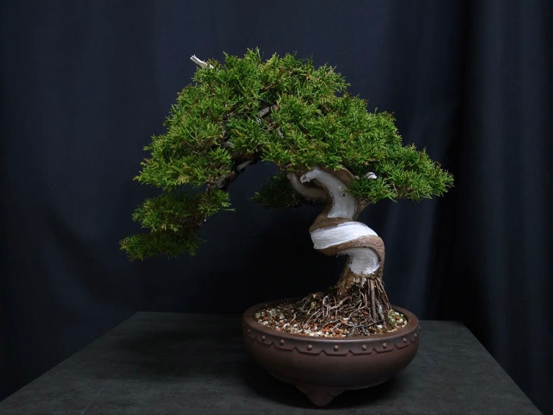 超逸品　太幹　真柏 糸魚川真柏 捻転　樹高29cm 中品　貴風　盆栽