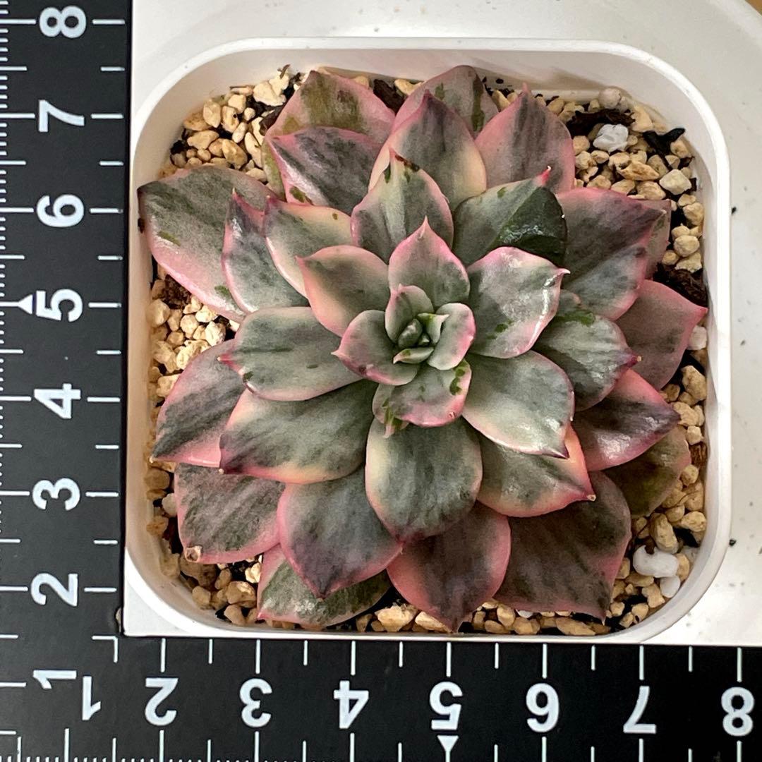 インドネシアから直輸入！　高中品種！　超美苗　ブラックピンクプリンス錦　速達付