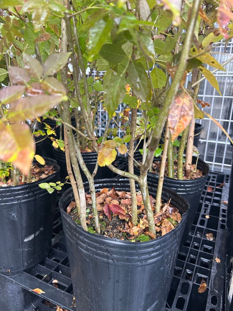 人気樹木　アオダモC　高さ約1.4m 株立ち　お値打ち