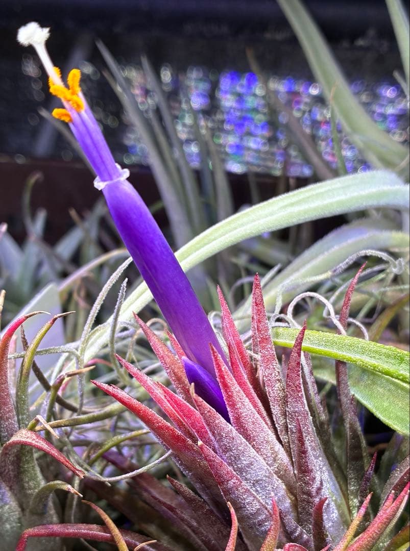 【同梱割可能】T. Domingo's Stripe From Domingo