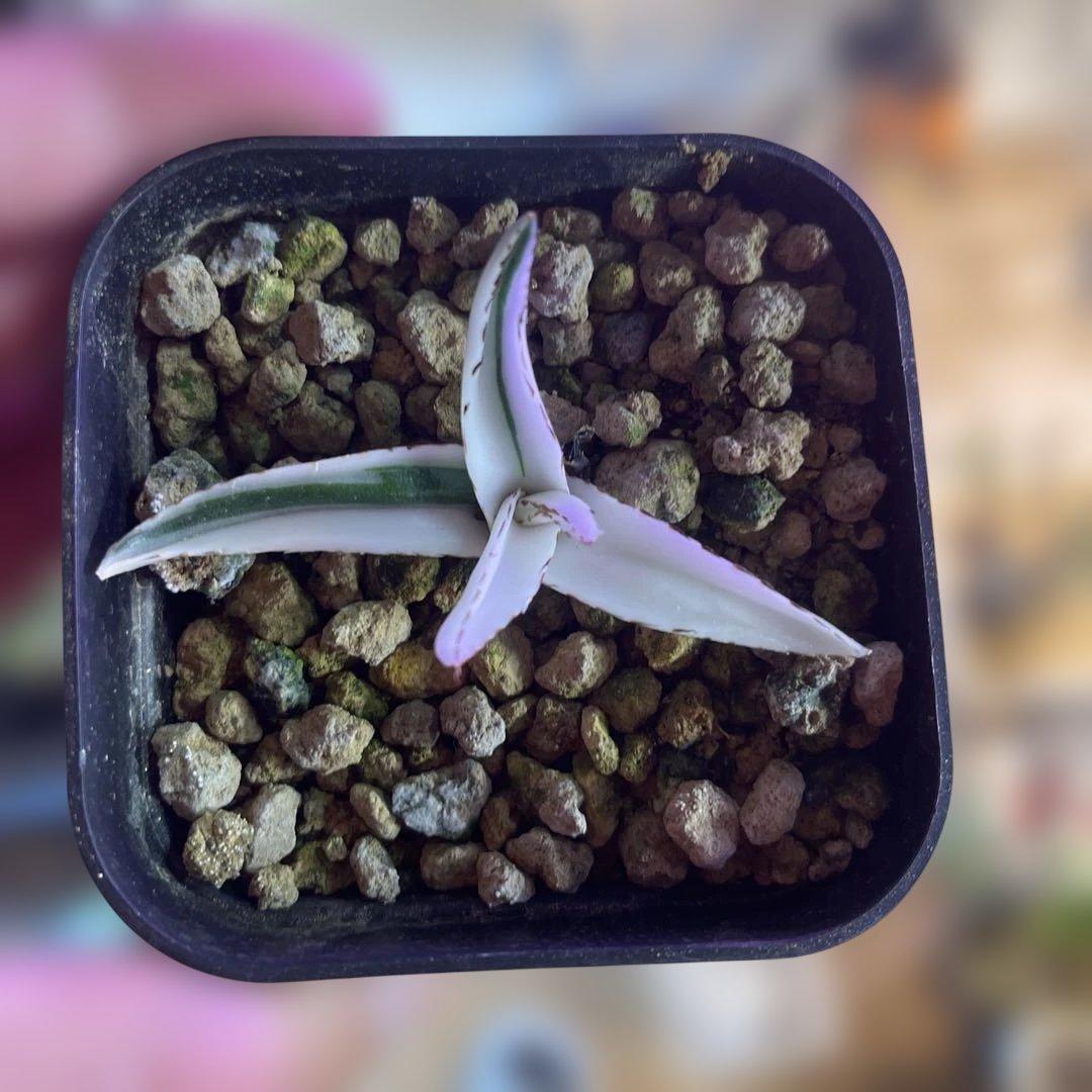 アガベ 氷山 厳選株 変わり斑