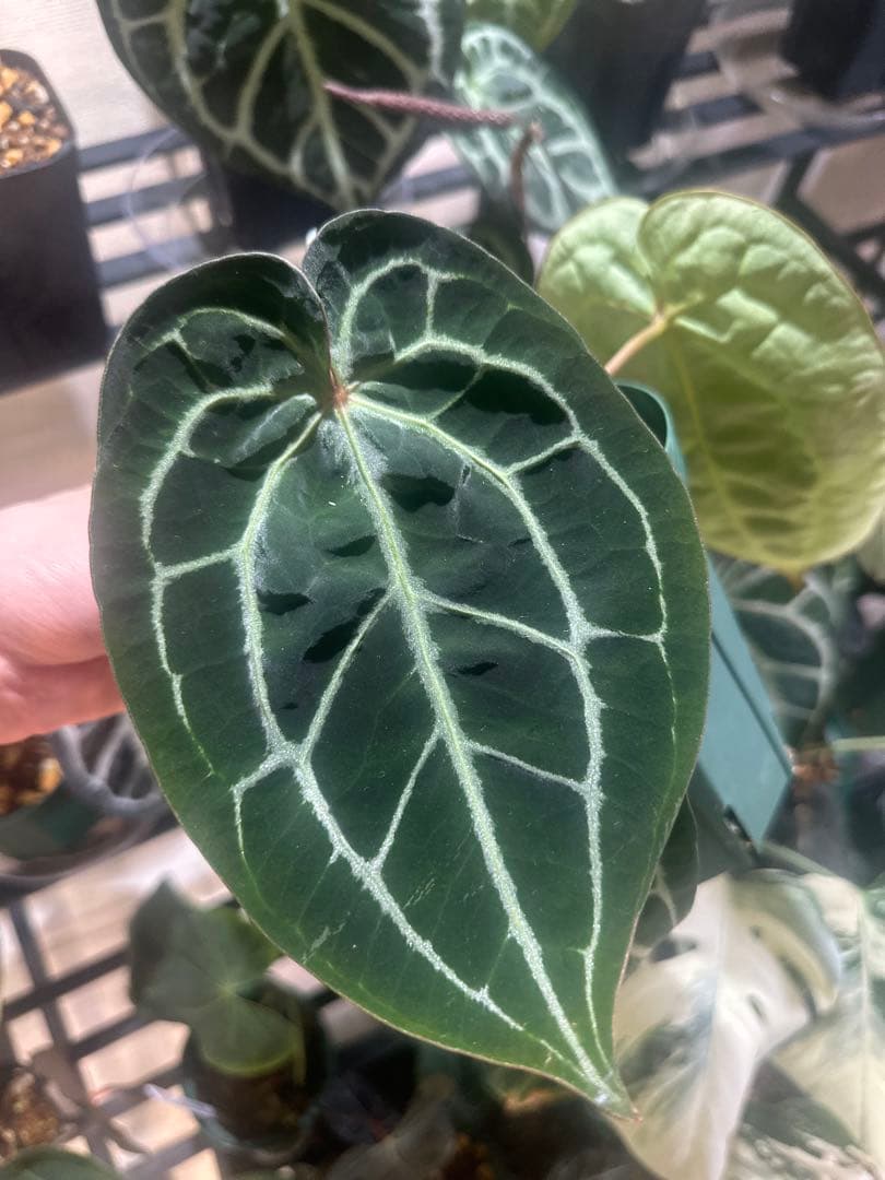 Anthurium KOS×Red crystalinumNSE from HU