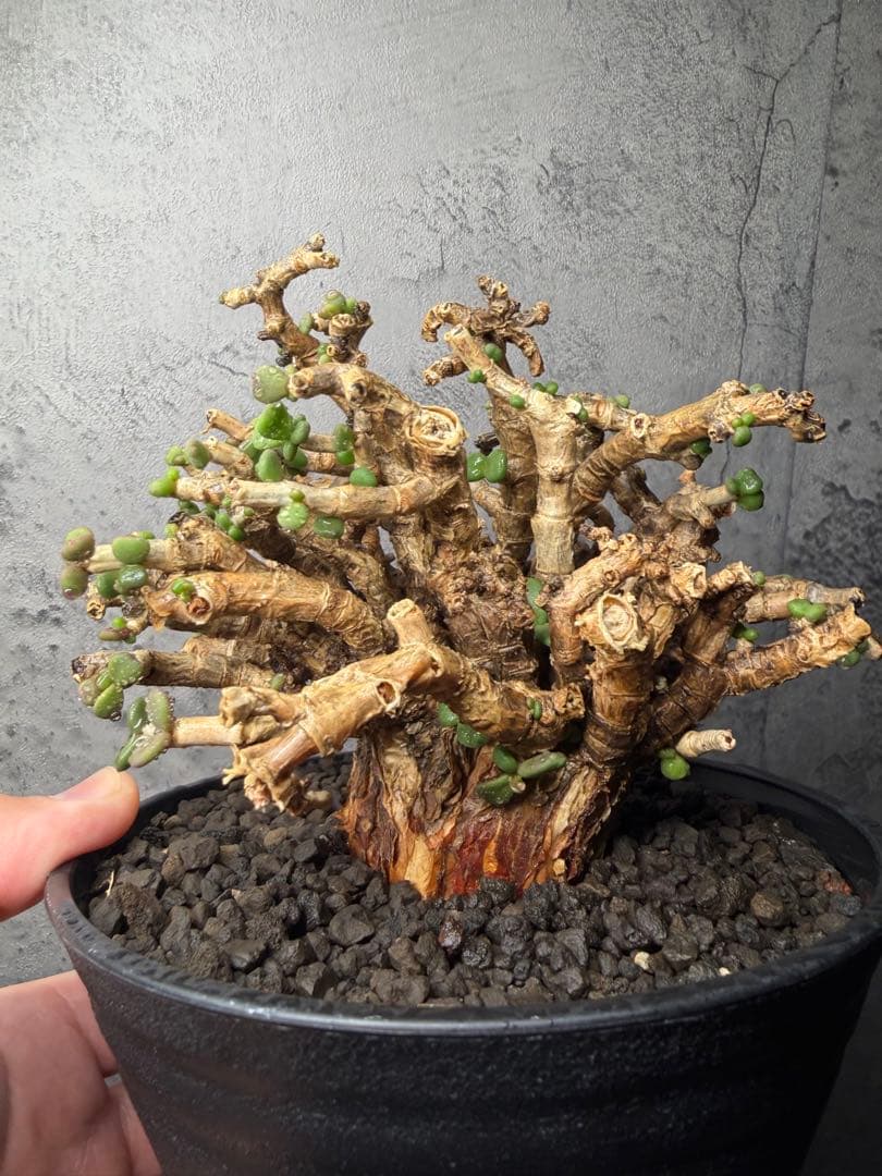 大型　ケラリア ピグマエア 良型分岐株