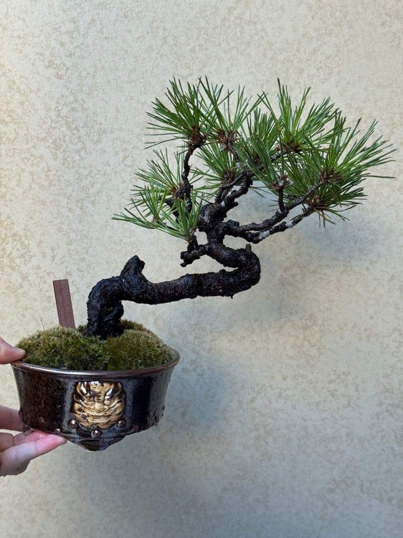 【盆栽】黒松（クロマツ）