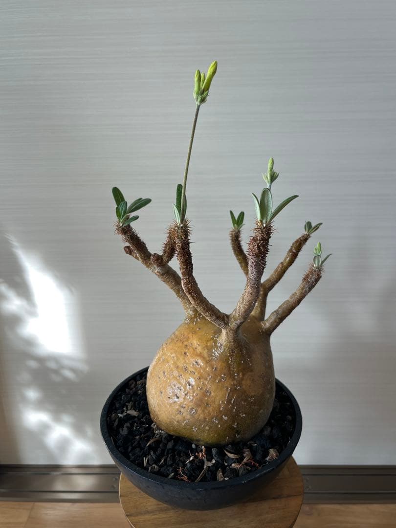 【コレクション株】パキポディウム グラキリス 大株 現地球　発根済