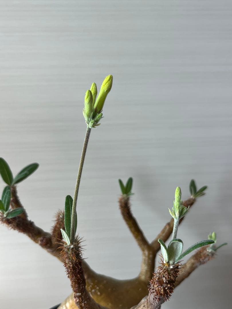 【コレクション株】パキポディウム グラキリス 大株 現地球　発根済