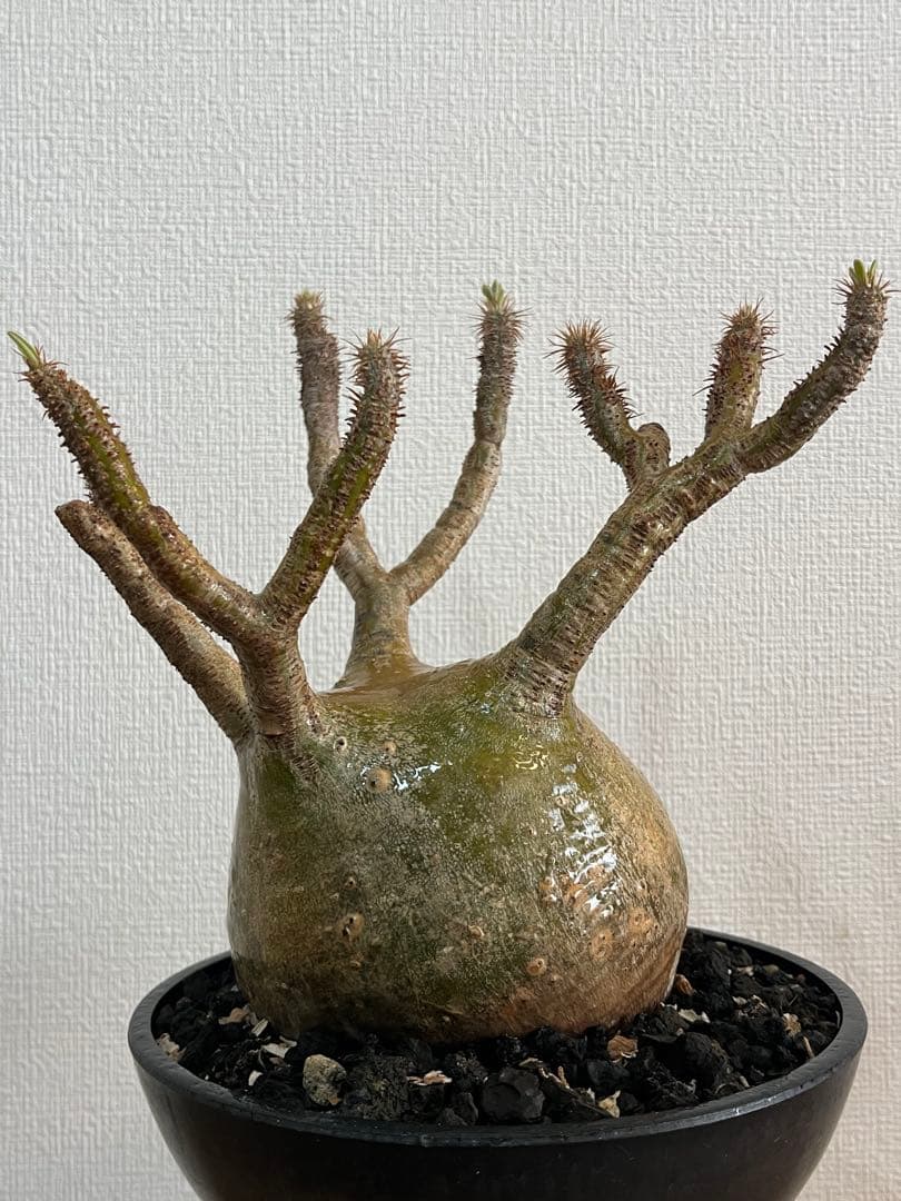 【コレクション株】パキポディウム グラキリス 大株 現地球　発根済