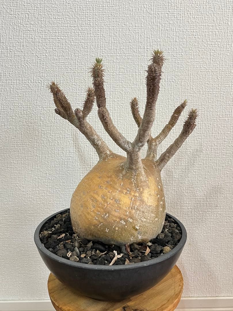 【コレクション株】パキポディウム グラキリス 大株 現地球　発根済