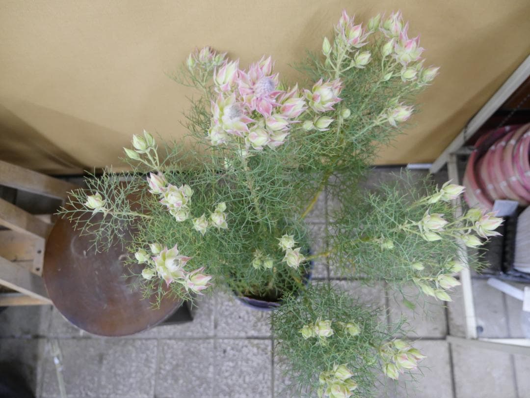 セルリア　ブラッシングブライト　ピンク　7号鉢　約90センチ　2