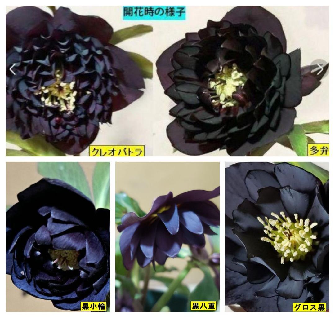 クリスマスローズ クレオパトラ等黒花 交配発芽苗10本セット