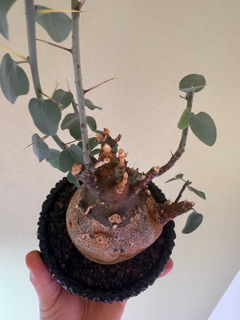 アデニア　スピノーサ　現地球　鉢付き