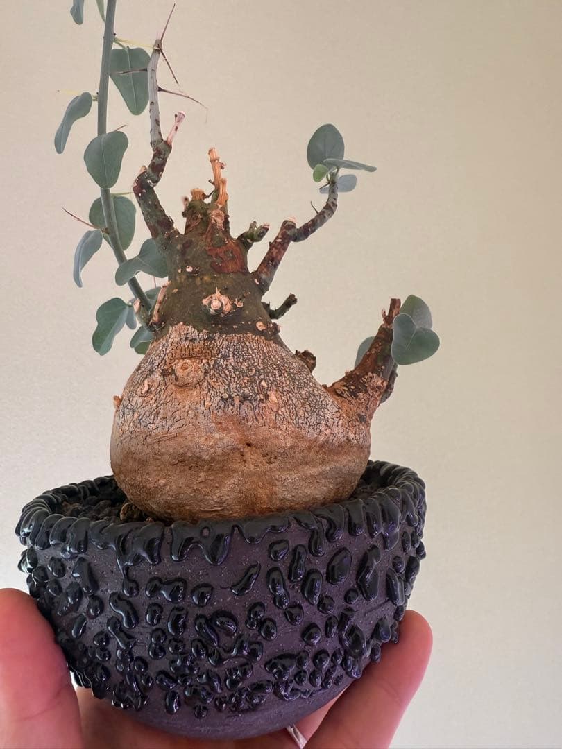 アデニア　スピノーサ　現地球　鉢付き