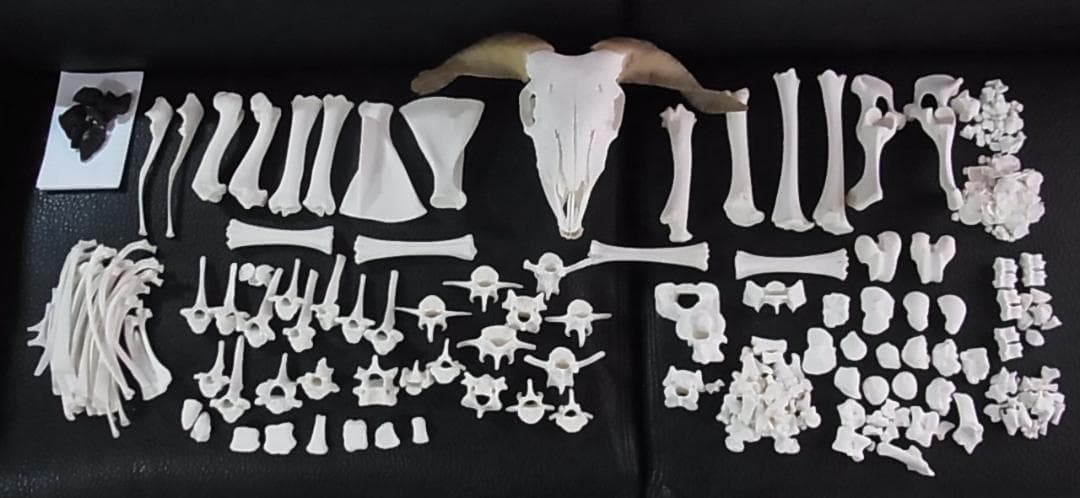 高品質！ ヴァレーブラックノーズシープの全身骨格標本（オス）