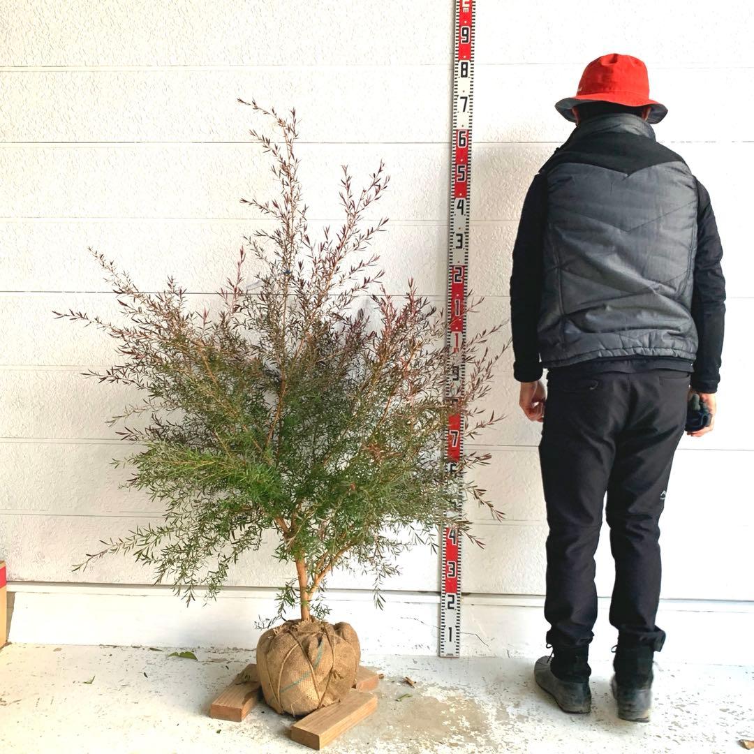 メラレウカ　カッパーグロー　ティーツリー　ブラック　紅葉　銅葉　46