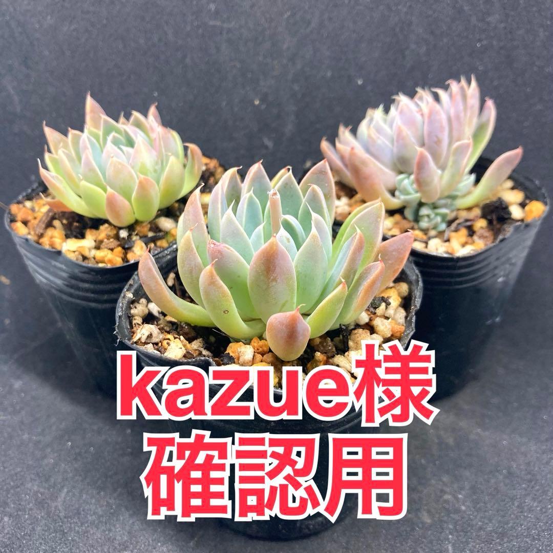 kazue様 確認用　ウィンドオブチェンジ　3苗