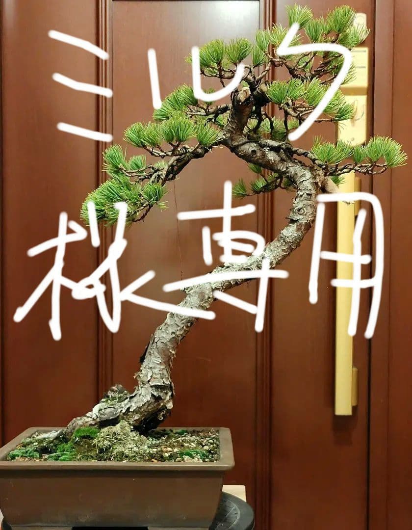 訳あり品、五葉松盆栽！