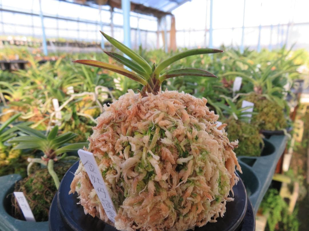 富貴蘭（金牡丹縞）