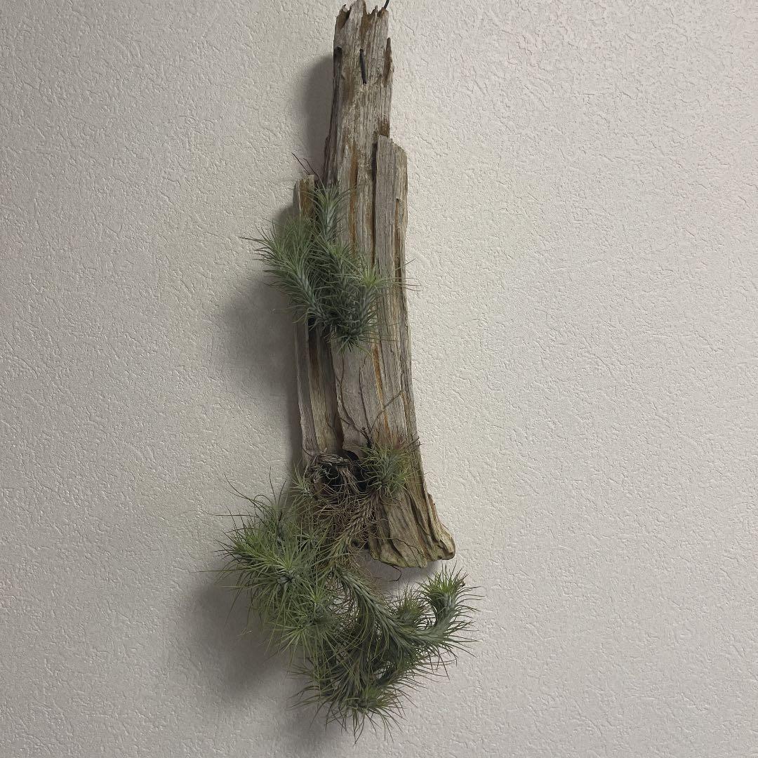 チランジア   流木仕立て　✨