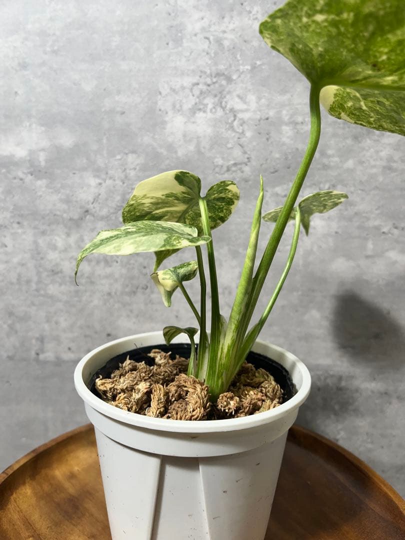 【上質斑】　モンステラ　デリシオーサ　レガシー　斑入り　発根済み