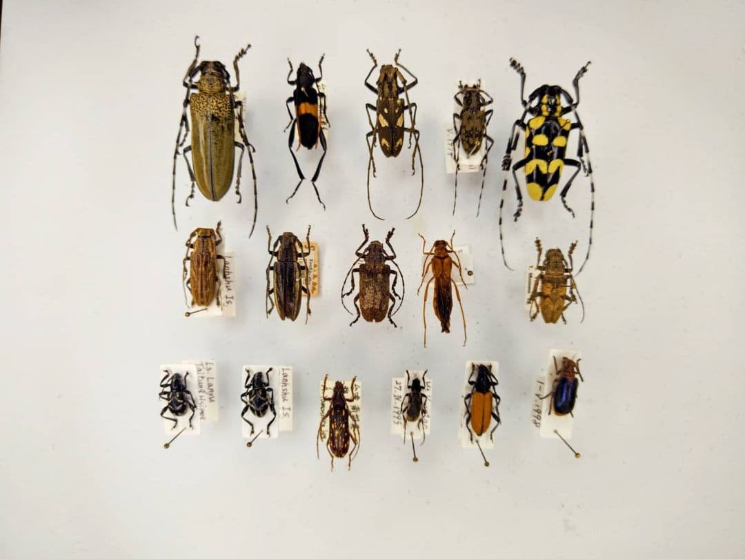 昆虫標本 　カミキリムシ