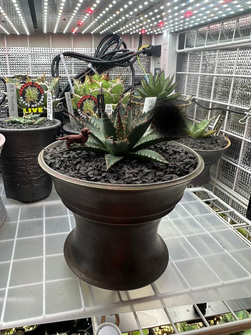 アガベ　ハイブリッド　妖炎　選抜